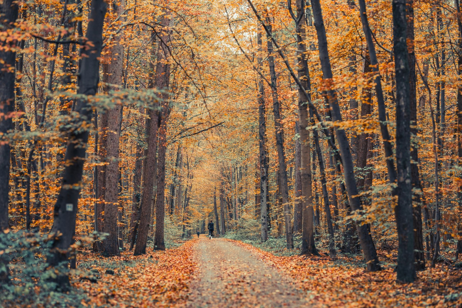 Un sendero tranquilo entre árboles en otoño